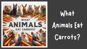 What Animals Eat Carrots