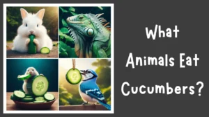 What Animals Eat Cucumbers