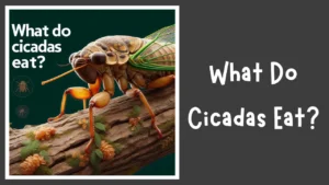 What Do Cicadas Eat